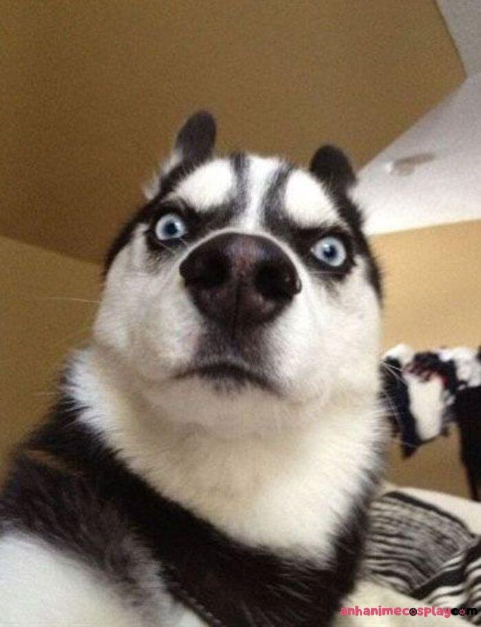 ảnh meme chó bựa